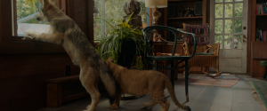 Волк и лев / The Wolf and the Lion / Le loup et le lion (2021) BDRip 1080p, BD-Remux, 4K HDR WEB-DL 2160p
