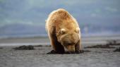   / National Geographic: Wildes Alaska (2012) BDRip 1080p